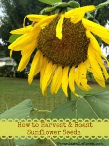 homeschool tips, Homeschool Tips &amp; Activities for Harvest Season